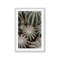 Picture of Cactus Zone _GroupedProduct_Rectangle_Portrait_Photography _GroupedProduct_Rectangle_Portrait_Framed_Matted_