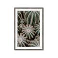 Picture of Cactus Zone _GroupedProduct_Rectangle_Portrait_Photography _GroupedProduct_Rectangle_Portrait_Framed_Matted_