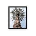 Picture of Palm Perfection _GroupedProduct_Rectangle_Portrait_Photography _GroupedProduct_Rectangle_Portrait_Framed_Matted_