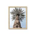 Picture of Palm Perfection _GroupedProduct_Rectangle_Portrait_Photography _GroupedProduct_Rectangle_Portrait_Framed_Matted_
