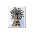 Picture of Palm Perfection _GroupedProduct_Rectangle_Portrait_Photography _GroupedProduct_Rectangle_Portrait_Framed_Matted_