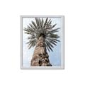 Picture of Palm Perfection _GroupedProduct_Rectangle_Portrait_Photography _GroupedProduct_Rectangle_Portrait_Framed_Matted_