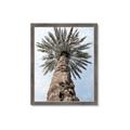 Picture of Palm Perfection _GroupedProduct_Rectangle_Portrait_Photography _GroupedProduct_Rectangle_Portrait_Framed_Matted_