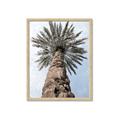 Picture of Palm Perfection _GroupedProduct_Rectangle_Portrait_Photography _GroupedProduct_Rectangle_Portrait_Framed_Matted_