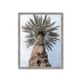 Picture of Palm Perfection _GroupedProduct_Rectangle_Portrait_Photography _GroupedProduct_Rectangle_Portrait_Framed_Matted_
