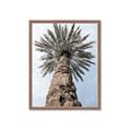 Picture of Palm Perfection _GroupedProduct_Rectangle_Portrait_Photography _GroupedProduct_Rectangle_Portrait_Framed_Matted_