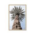 Picture of Palm Perfection _GroupedProduct_Rectangle_Portrait_Photography _GroupedProduct_Rectangle_Portrait_Framed_Matted_