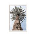 Picture of Palm Perfection _GroupedProduct_Rectangle_Portrait_Photography _GroupedProduct_Rectangle_Portrait_Framed_Matted_