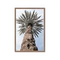 Picture of Palm Perfection _GroupedProduct_Rectangle_Portrait_Photography _GroupedProduct_Rectangle_Portrait_Framed_Matted_