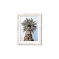 Picture of Palm Perfection _GroupedProduct_Rectangle_Portrait_Photography _GroupedProduct_Rectangle_Portrait_Framed_Matted_
