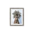 Picture of Palm Perfection _GroupedProduct_Rectangle_Portrait_Photography _GroupedProduct_Rectangle_Portrait_Framed_Matted_