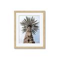 Picture of Palm Perfection _GroupedProduct_Rectangle_Portrait_Photography _GroupedProduct_Rectangle_Portrait_Framed_Matted_