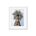 Picture of Palm Perfection _GroupedProduct_Rectangle_Portrait_Photography _GroupedProduct_Rectangle_Portrait_Framed_Matted_