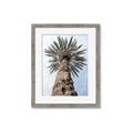 Picture of Palm Perfection _GroupedProduct_Rectangle_Portrait_Photography _GroupedProduct_Rectangle_Portrait_Framed_Matted_
