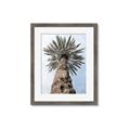Picture of Palm Perfection _GroupedProduct_Rectangle_Portrait_Photography _GroupedProduct_Rectangle_Portrait_Framed_Matted_
