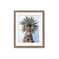 Picture of Palm Perfection _GroupedProduct_Rectangle_Portrait_Photography _GroupedProduct_Rectangle_Portrait_Framed_Matted_