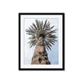 Picture of Palm Perfection _GroupedProduct_Rectangle_Portrait_Photography _GroupedProduct_Rectangle_Portrait_Framed_Matted_