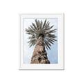 Picture of Palm Perfection _GroupedProduct_Rectangle_Portrait_Photography _GroupedProduct_Rectangle_Portrait_Framed_Matted_