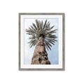 Picture of Palm Perfection _GroupedProduct_Rectangle_Portrait_Photography _GroupedProduct_Rectangle_Portrait_Framed_Matted_