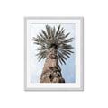 Picture of Palm Perfection _GroupedProduct_Rectangle_Portrait_Photography _GroupedProduct_Rectangle_Portrait_Framed_Matted_