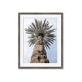Picture of Palm Perfection _GroupedProduct_Rectangle_Portrait_Photography _GroupedProduct_Rectangle_Portrait_Framed_Matted_