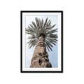 Picture of Palm Perfection _GroupedProduct_Rectangle_Portrait_Photography _GroupedProduct_Rectangle_Portrait_Framed_Matted_