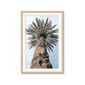 Picture of Palm Perfection _GroupedProduct_Rectangle_Portrait_Photography _GroupedProduct_Rectangle_Portrait_Framed_Matted_