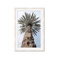 Picture of Palm Perfection _GroupedProduct_Rectangle_Portrait_Photography _GroupedProduct_Rectangle_Portrait_Framed_Matted_