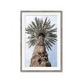 Picture of Palm Perfection _GroupedProduct_Rectangle_Portrait_Photography _GroupedProduct_Rectangle_Portrait_Framed_Matted_