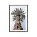 Picture of Palm Perfection _GroupedProduct_Rectangle_Portrait_Photography _GroupedProduct_Rectangle_Portrait_Framed_Matted_