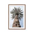 Picture of Palm Perfection _GroupedProduct_Rectangle_Portrait_Photography _GroupedProduct_Rectangle_Portrait_Framed_Matted_