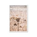 Picture of Macro Dried Florals _GroupedProduct_Rectangle_Portrait_Photography _GroupedProduct_Rectangle_Portrait_Framed_Matted_