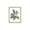 Picture of Black Watercolour Botanical I _GroupedProduct_Rectangle_Portrait_Framed_Matted_