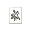 Picture of Black Watercolour Botanical I _GroupedProduct_Rectangle_Portrait_Framed_Matted_