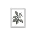 Picture of Black Watercolour Botanical I _GroupedProduct_Rectangle_Portrait_Framed_Matted_