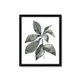 Picture of Black Watercolour Botanical I _GroupedProduct_Rectangle_Portrait_Framed_Matted_