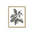 Picture of Black Watercolour Botanical I _GroupedProduct_Rectangle_Portrait_Framed_Matted_