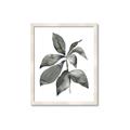 Picture of Black Watercolour Botanical I _GroupedProduct_Rectangle_Portrait_Framed_Matted_
