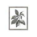 Picture of Black Watercolour Botanical I _GroupedProduct_Rectangle_Portrait_Framed_Matted_