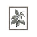 Picture of Black Watercolour Botanical I _GroupedProduct_Rectangle_Portrait_Framed_Matted_