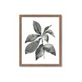 Picture of Black Watercolour Botanical I _GroupedProduct_Rectangle_Portrait_Framed_Matted_