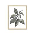 Picture of Black Watercolour Botanical I _GroupedProduct_Rectangle_Portrait_Framed_Matted_
