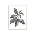Picture of Black Watercolour Botanical I _GroupedProduct_Rectangle_Portrait_Framed_Matted_