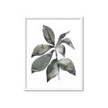 Picture of Black Watercolour Botanical I _GroupedProduct_Rectangle_Portrait_Framed_Matted_