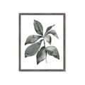 Picture of Black Watercolour Botanical I _GroupedProduct_Rectangle_Portrait_Framed_Matted_