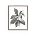 Picture of Black Watercolour Botanical I _GroupedProduct_Rectangle_Portrait_Framed_Matted_