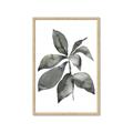 Picture of Black Watercolour Botanical I _GroupedProduct_Rectangle_Portrait_Framed_Matted_