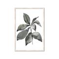 Picture of Black Watercolour Botanical I _GroupedProduct_Rectangle_Portrait_Framed_Matted_