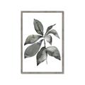 Picture of Black Watercolour Botanical I _GroupedProduct_Rectangle_Portrait_Framed_Matted_