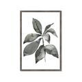 Picture of Black Watercolour Botanical I _GroupedProduct_Rectangle_Portrait_Framed_Matted_